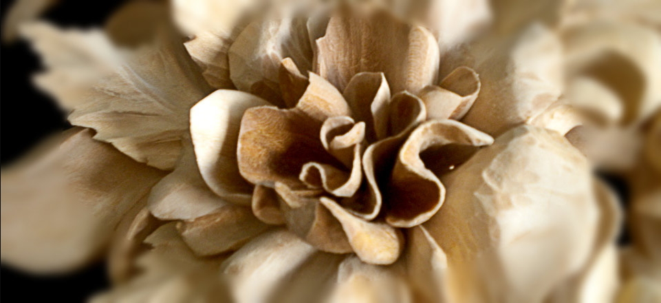 detail photo of a flower